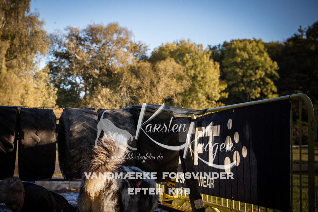 0920_ZZ90590 | kk-dogfotos