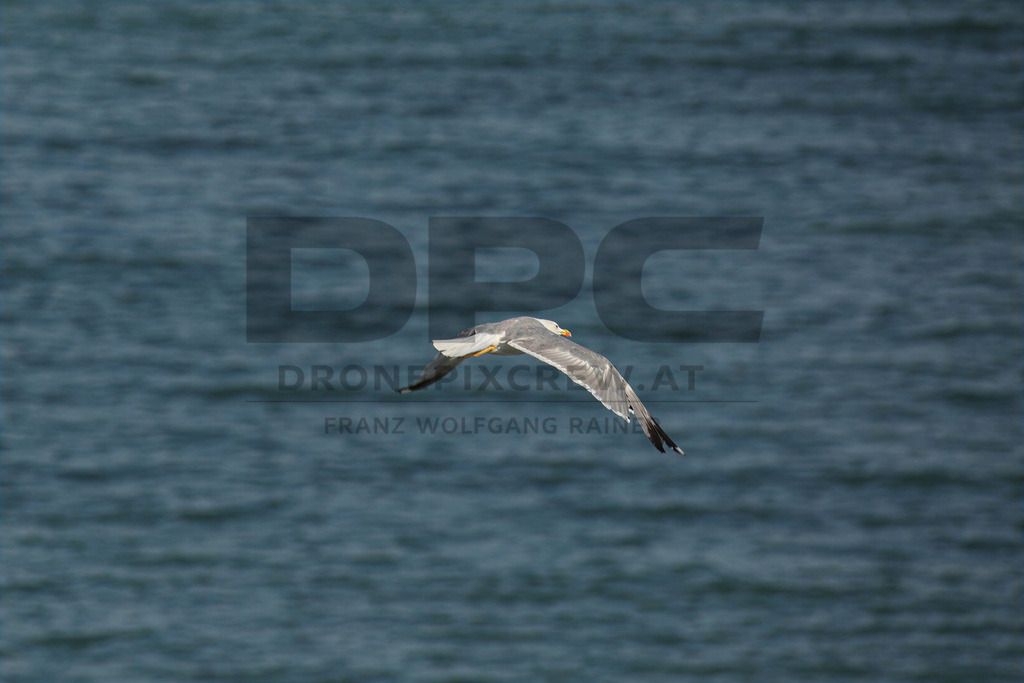 Yellow-legged Gull (Larus michahellis) | Yellow-legged Gull (Larus michahellis), a large gull species commonly found along Mediterranean coasts, rocky shorelines, harbours and coastal areas. - Realisiert mit Pictrs.com