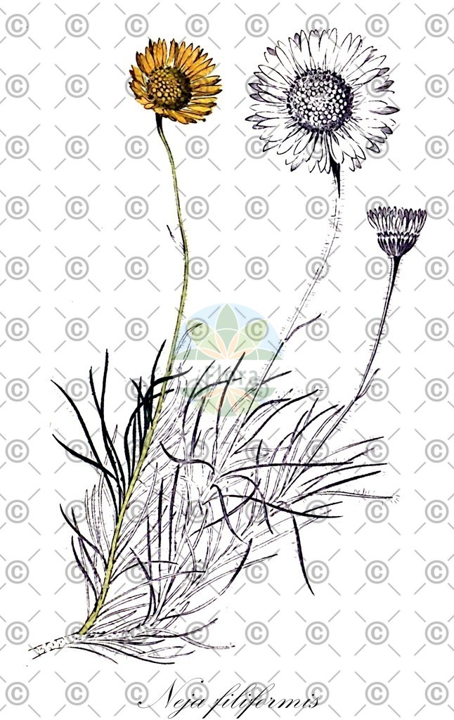 HistAbb_wfo-0001340498_1_ENZY_Simple | Historische Abbildung von Neja filiformis - Asteraceae | Historical Illustration of Neja filiformis - Asteraceae
