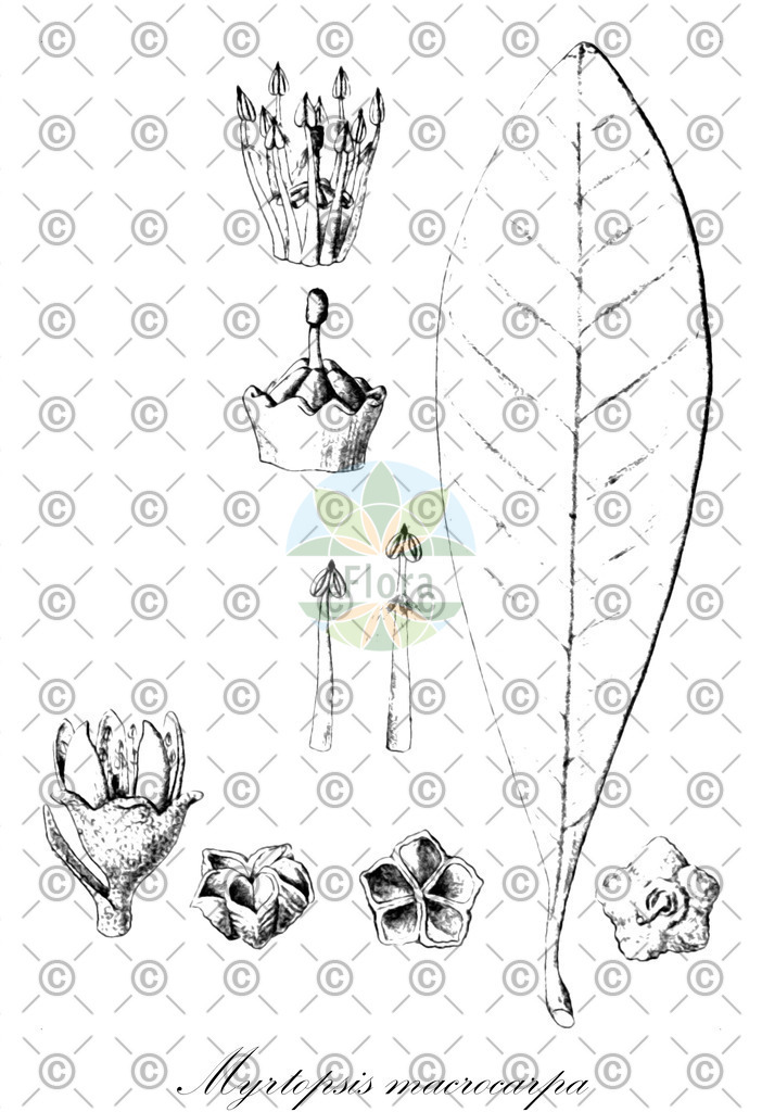 HistAbb_wfo-0000249248_1_ENZY_Simple | Historische Abbildung von Myrtopsis macrocarpa - Rutaceae | Historical Illustration of Myrtopsis macrocarpa - Rutaceae