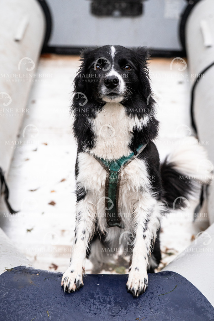 madeleinebirr-fotografie2025.campcanis.Startbis9Uhr-7 | hundefotografie-birr