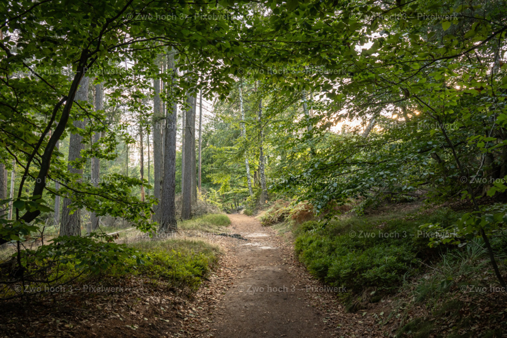 Unterer_Fremdenweg_Nahe_Reitsteig_Wald_Waldweg_Laub | 2022-08-30_Waldbrandgebiete_1 - Realisiert mit Pictrs.com