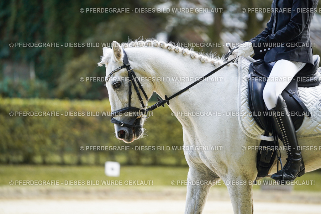 DSC05366 | Pferdegrafie