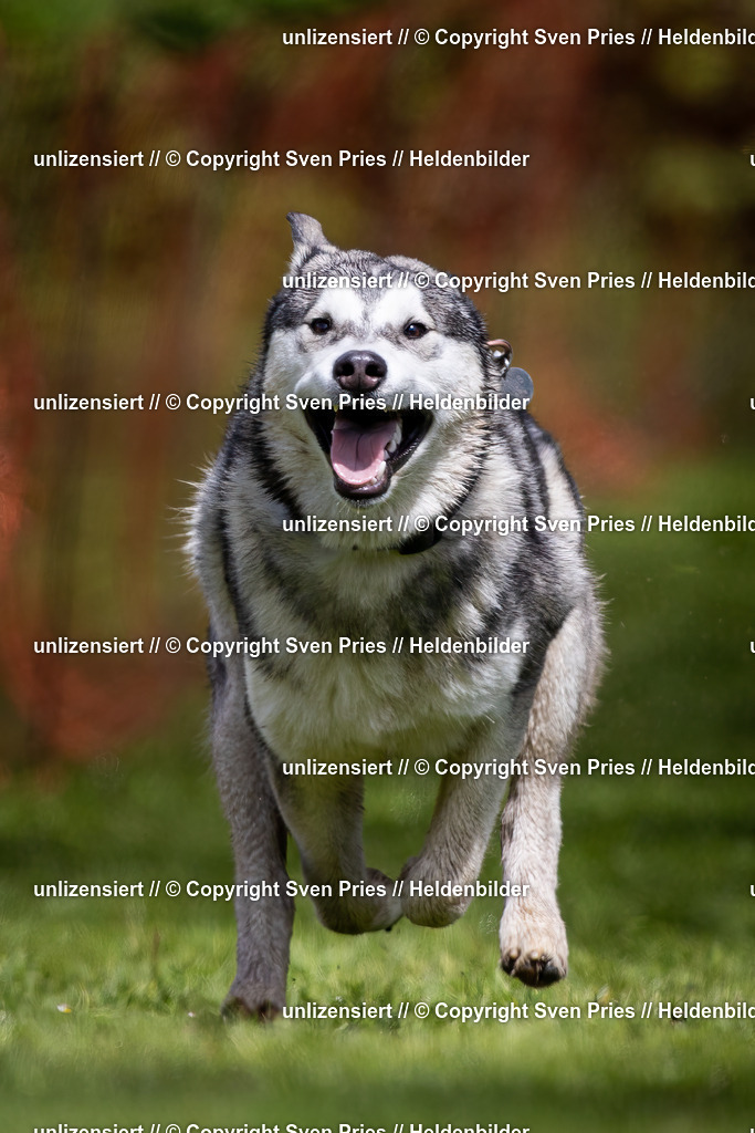 Sven Pries | 2024-04-21 - Hunderennen Baden-Oos
Foto: Sven Pries - Realisiert mit Pictrs.com