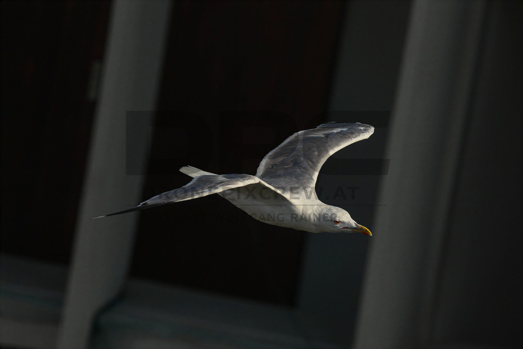 Yellow-legged Gull (Larus michahellis) | Yellow-legged Gull (Larus michahellis), a large gull species commonly found along Mediterranean coasts, rocky shorelines, harbours and coastal areas. - Realisiert mit Pictrs.com