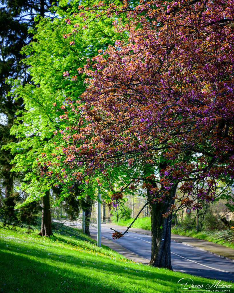 Der Stadtpark in Mainz | Der Mainzer Stadtpark