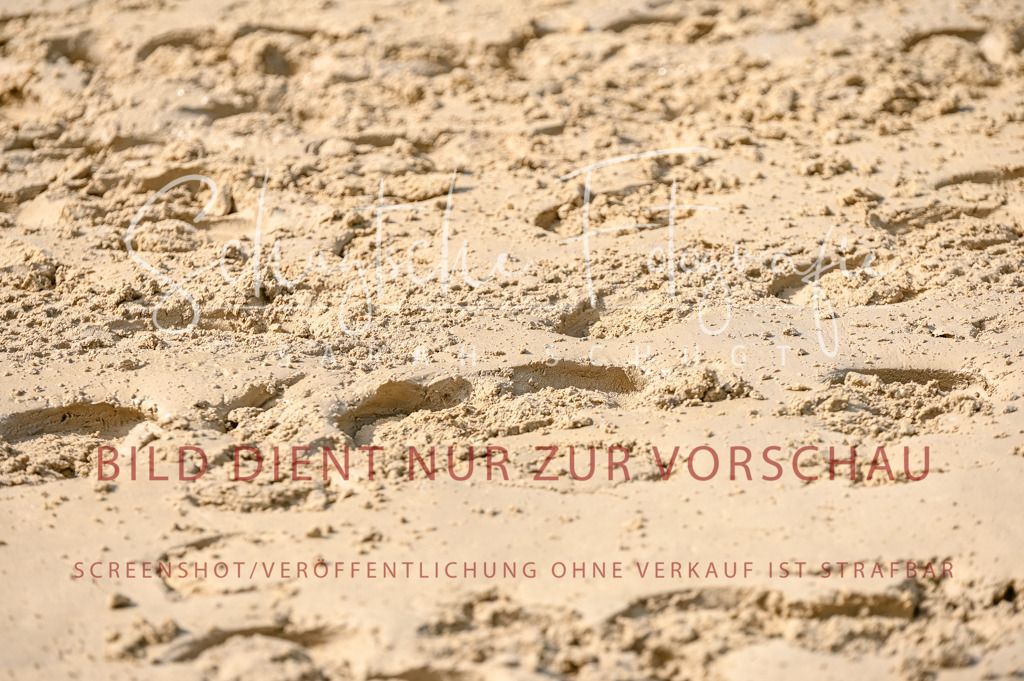 Schugtsche-Aluta25-58. Dressurprf.S1Kand.St.GeorgSpecial-370 | Schugtsche Fotografie - Realisiert mit Pictrs.com