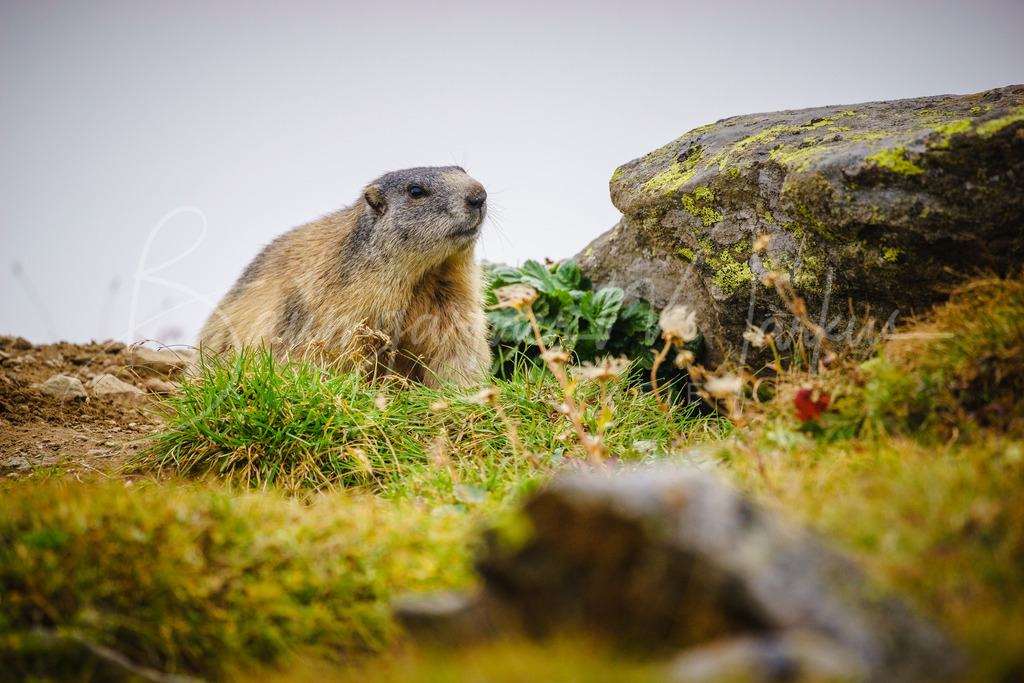 _DSC9788 | Baumgartner Markus Fotografie