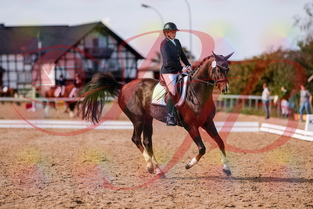 2026_10_03_Siefer-Hof_132538_Z81_77349875 | Professionelle Reitsport-, Turnier- und Eventfotografie von Robert Broda. Galerien mit ausgewählten und bearbeiteten Bildern direkt online ansehen und bestellen.