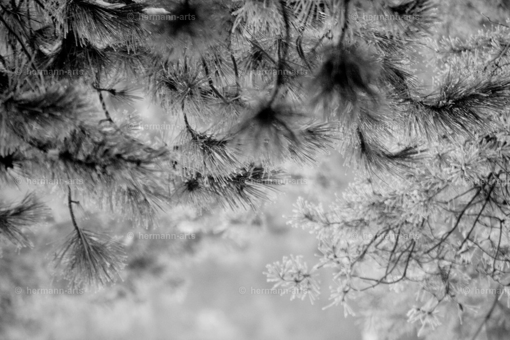 Nature-Arts-023 | Photo Foto Kunst Art schwarzweiss Bilder Rheine Münster Berlin Blumen 