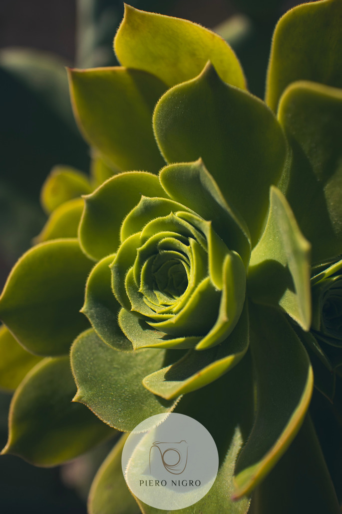 Aeonium | Hole dir die zeitlose Geometrie der Natur in deine vier Wände.Gutes Design braucht manchmal keine lauten Farben – es braucht Struktur. Dieses Motiv zeigt eine Aeonium-Sukkulente (auch bekannt als Rosetten-Dickblatt) in einer faszinierenden Nahaufnahme. Das Besondere an dieser Pflanze ist ihre perfekt symmetrische Anordnung der Blätter, die fast wie eine Rose aus der Wüste wirkt.Urban Jungle Vibe: Perfekt für Pflanzenliebhaber, die ihre Leidenschaft für Botanik stilvoll als Wallart präsentieren möchten. Vielseitig kombinierbar: Ob Skandinavischer Stil, Industrial Look oder Boho. - Realisiert mit Pictrs.com