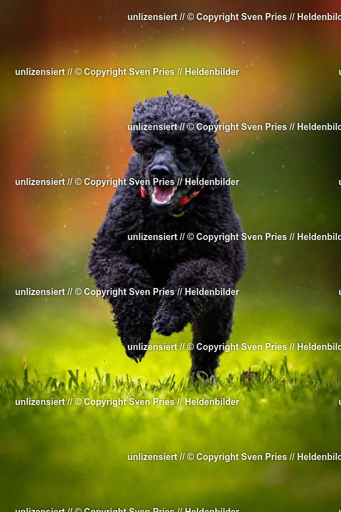 Sven Pries | 2025-09-21 - Hunderennen Baden-Oos - Realisiert mit Pictrs.com