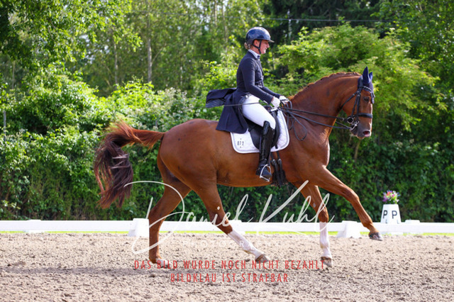 DKP41554 | Turnierfotos kaufen im Webshop von Daniel Kuhl Photography – entdecke professionelle Reitsportfotos aus Turnieren & Events. Hochwertige Turnierbilder online bestellen & sichern. Jetzt Fotos von Reitsportturnieren kaufen!