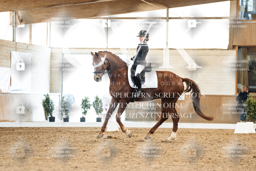CK908323 | Turnierfotografie Pferdefotografie Trier Rheinland-Pfalz Pferdesport Reitsport Tierfotografie Sportfotografie Pferdevideo Pferdevideografie Equestrianvideography equestrianphotography  - Realisiert mit Pictrs.com