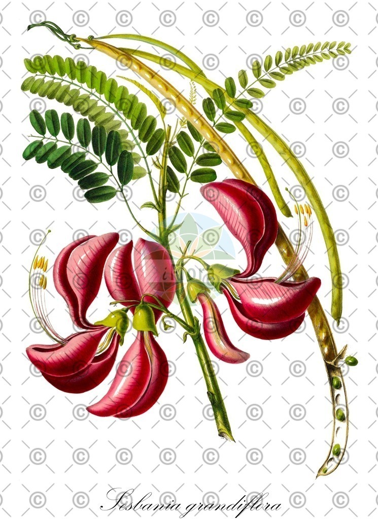 HistAbb_EMP_141807_SRC_Schlechtendal_FLORAD_SIMPLE | Historische Abbildung von Sesbania grandiflora - Fabaceae | Historical Illustration of Sesbania grandiflora - Fabaceae