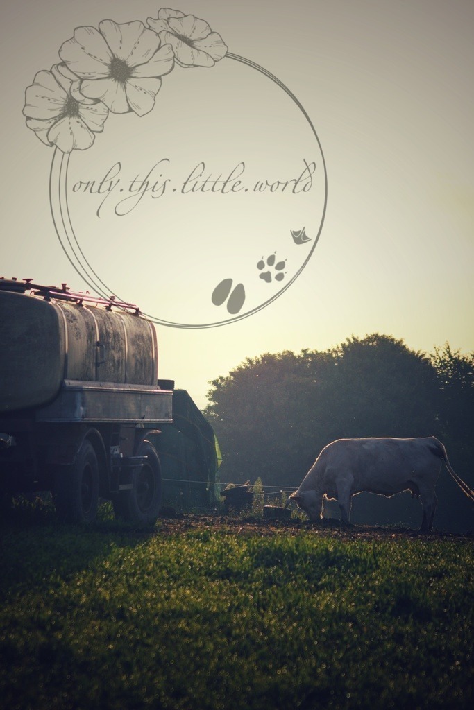 IMG_6864-01 | only.this.little.world - Realisiert mit Pictrs.com