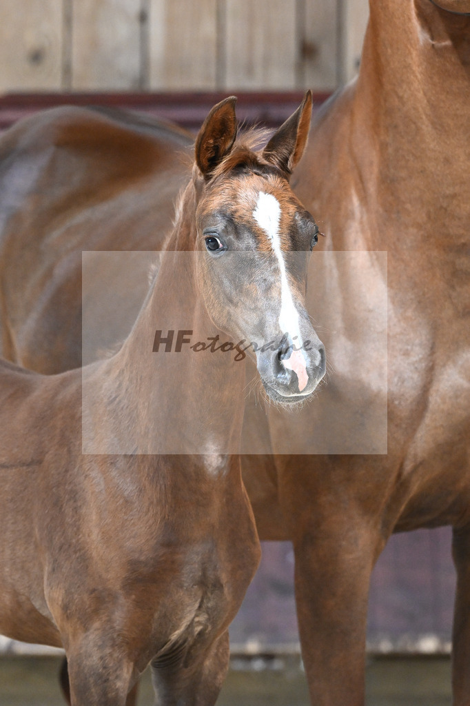 Kat-Nr. 22 SF Succession x Franziskus_Seiler_32240399 | hf-fotografie - Realisiert mit Pictrs.com