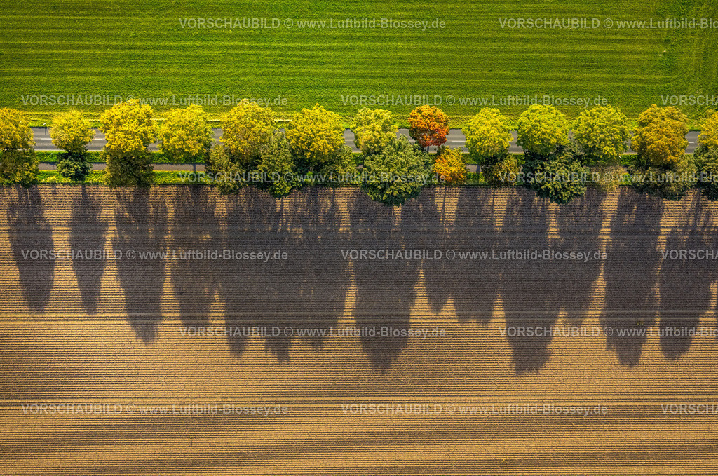 Xanten241014103 | Luftbild, herbstliche Baumallee mit Schattenwurf, grün-brauner Kontrast der Wiesen und Felder, Lüttingen, Xanten, Niederrhein, Nordrhein-Westfalen, Deutschland