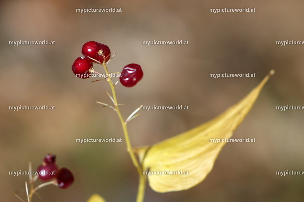 Schattenblümchen-002 | Das Bilderarchiv über Tiere, Planzen und Landschaften. In der Bilddatenbank finden Sie ein große Auswahl an hochwertigen Bilder für Ihre Werbung - Realisiert mit Pictrs.com
