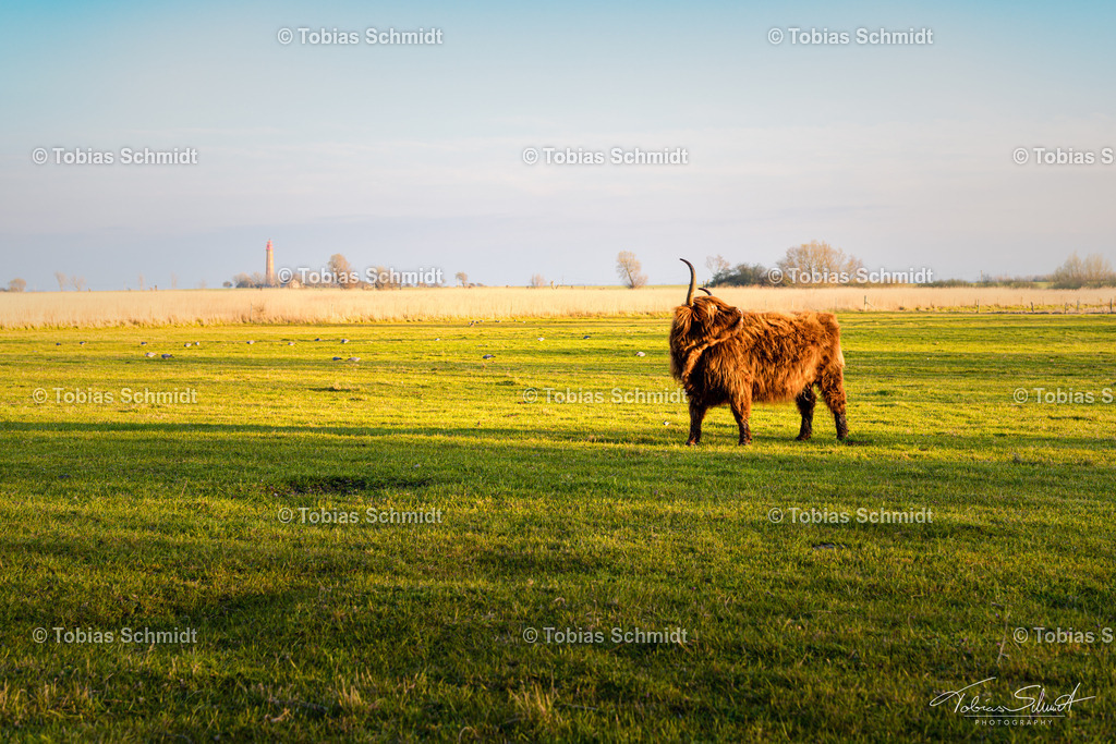 Fehmarn__DSC1845 | Fotoprodukte, Kalender und Wanddeko direkt vom Fotografen auf Fehmarn. Ob Wandbild auf Alu-Dibond, hinter Acrylglas oder auf Leinwand – hier können Sie Ihr Lieblingsbild kaufen. - Realisiert mit Pictrs.com