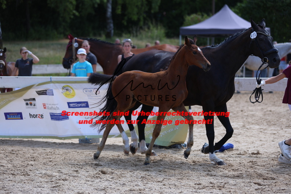 Fohlenschau_Schwäbisch_Hall_springbetonte_Fohlen_KN 25_9 | lmwpictures - Realisiert mit Pictrs.com