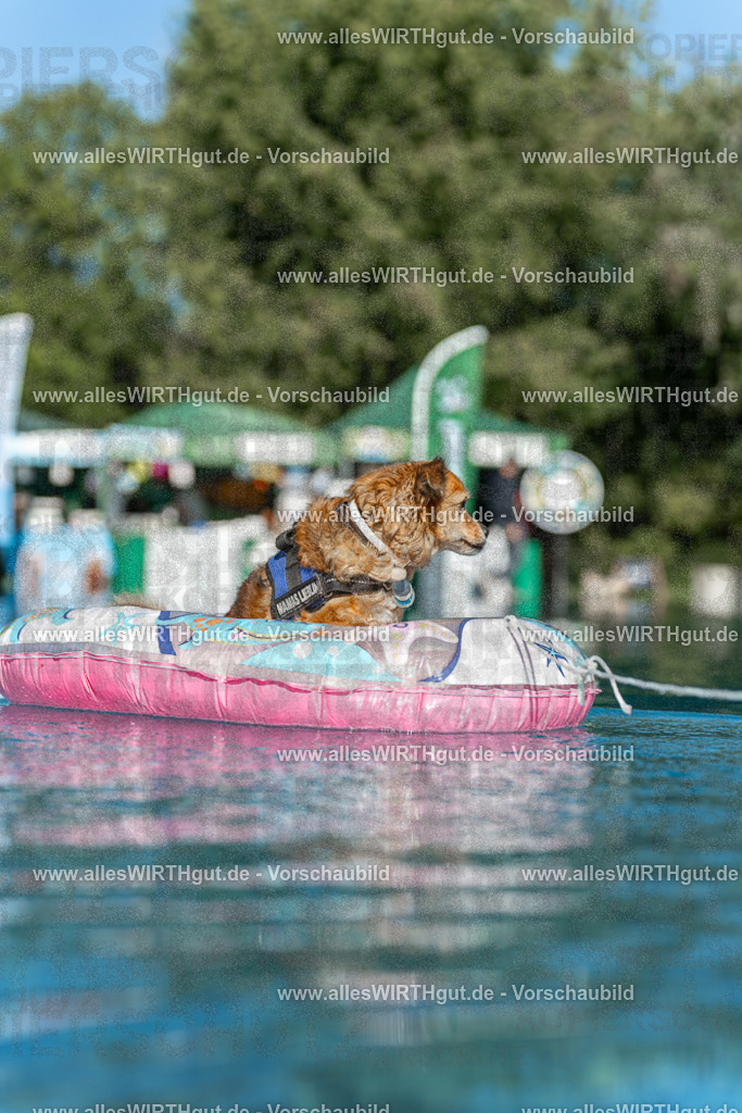 Hundeschwimmen_Volksbad_2026-allesWIRTHgut_Tierfotografie-2609061047-095718-7R509171 | Professionelle Tierfotografie in Mönchengladbach von Daniel Wirth (allesWIRTHgut). Liebevolle & natürliche Bilder von Hunden & Katzen für unvergessliche Erinnerungen.