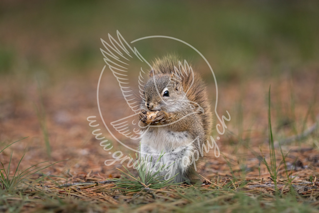 little feast - red squirrel, canada | Authentische Landschafts- & Wildtierfotografie aus der Schweiz. Hochwertige Wandbilder, Fine-Art-Prints und Wunschmotive nach Auftrag – sorgfältig entwickelt im Grumagraphy-Style
