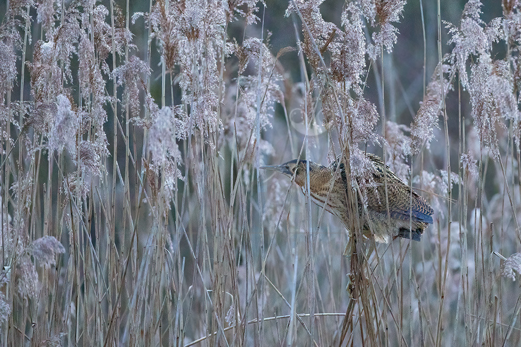 R6NF3580_20240116 | Die Rohrdommel lebt in Wassernähe, versteckt in großen Schilf- und Röhrichtbeständen. In Westdeutschland ist sie weitgehend verschwunden, im Osten gibt es noch einige hundert Brutpaare, allerdings mit abnehmender Tendenz. Dank ihres braun gemusterten Gefieders ist die Rohrdommel im Schilf bestens getarnt.  - Realisiert mit Pictrs.com