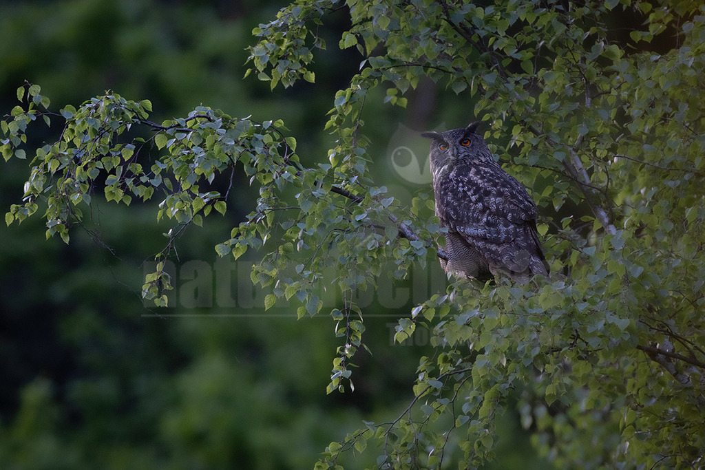 R6NF3181_20250429 | Der Uhu (Bubo bubo) ist eine Vogelart aus der Gattung der Uhus (Bubo), die zur Ordnung der Eulen (Strigiformes) gehört. Uhus haben einen massigen Körper und einen auffällig dicken Kopf mit Federohren. Die Augen sind orangegelb. Das Gefieder weist dunkle Längs- und Querzeichnungen auf. Brust und Bauch sind dabei heller als die Rückseite. - Realisiert mit Pictrs.com