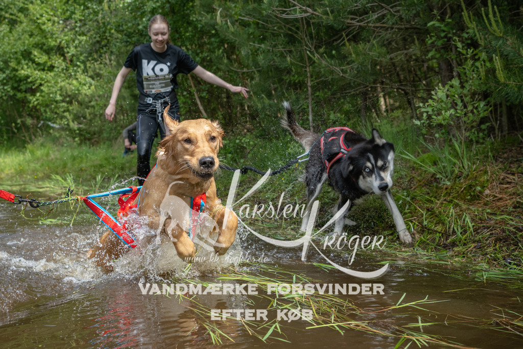 1125DKK990173 | kk-dogfotos
