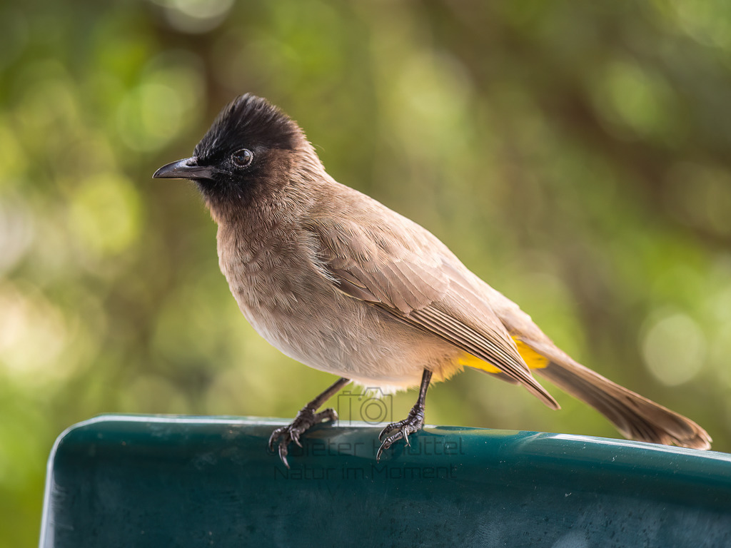 PANA4074-Bearbeitet-2017-LR | Natur im Moment - Realisiert mit Pictrs.com