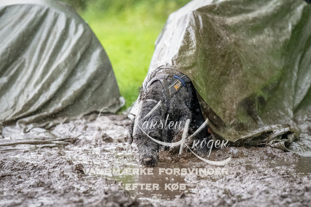 0932_ZZ91179-Bearbeitet | kk-dogfotos
