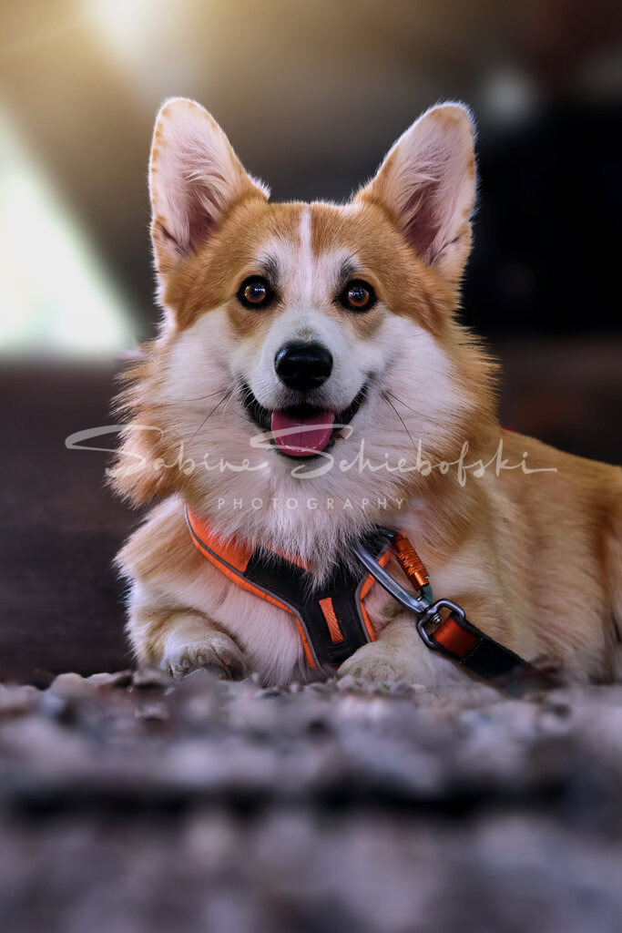 Corgi_23-06-222023_06_22_DSCF6263 | People- und Tierfotografie, Imageaufnahmen, Veranstaltungsfotografie und Wandbilder aus der Natur ★ Made in Germany ✔️ Druck + Downloads ✔️ Naturfotografie in Top Qualität ★ schneller Versand, weltweite Lieferung! - Realisiert mit Pictrs.com