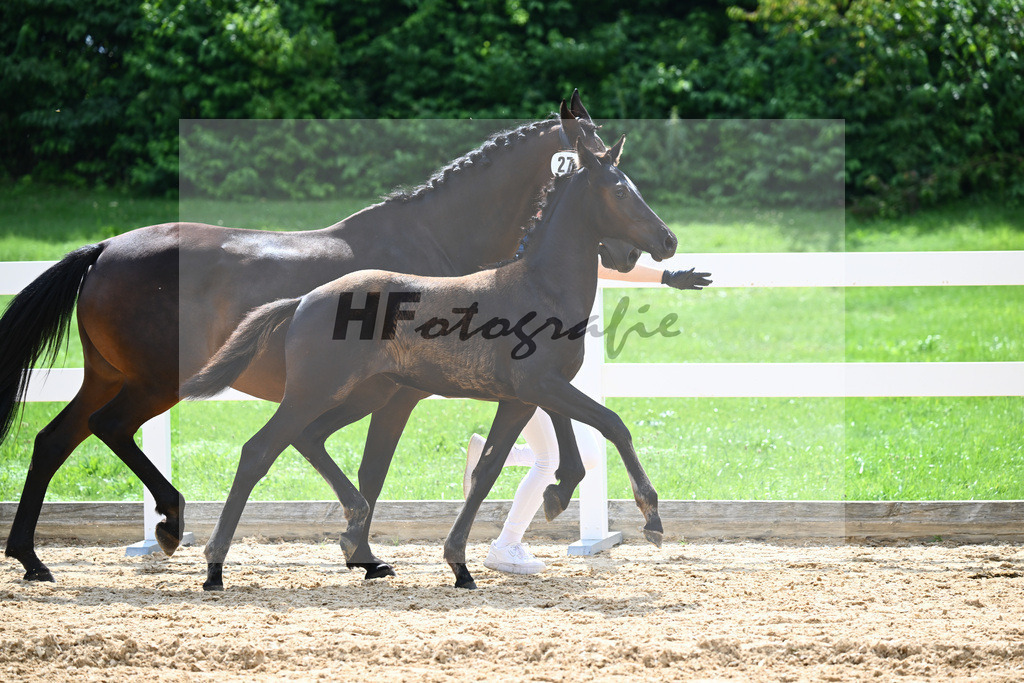 Kat-Nr. 27 Ironman Black M x Van Vivaldi_Wollitz_27140918 | hf-fotografie - Realisiert mit Pictrs.com