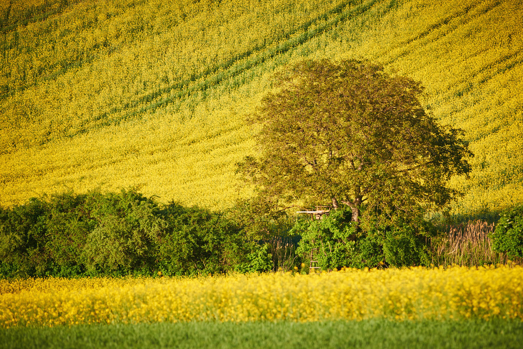 Rapsfeld im Weinviertel | Enzsersfeld, Austria - May 11, 2015: Rapsfeld im Weinviertel. - Realisiert mit Pictrs.com