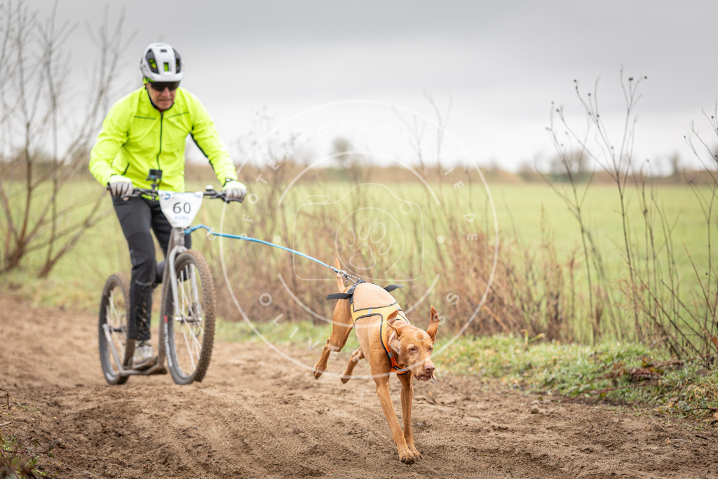 DV3A9371 | Hundefotografie, Tierfotograf, Pfotenfotografie, Fotoshooting Hund, Hunde Portrait, Hundesport, Hundeportraits, Heideshooting, Hunde, Sportfotograf, Hundefotograf, Turnierhundsport, THS,  - Realisiert mit Pictrs.com