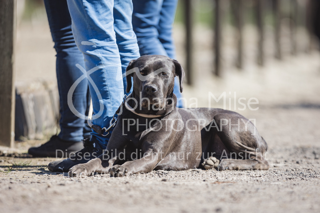 220416_3_A-Springen2-417 | Frühlingsfest der Pferde
Herford
16.April 2022
03/2 Sprigprüfung mit steigenden Anforderungen Kl. A** geschlossen 44-481 RLP