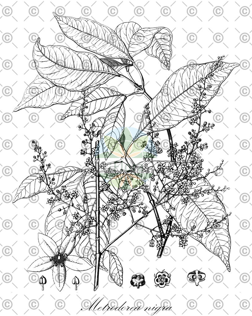 HistAbb_wfo-0000242347_1_ENZY_Simple | Historische Abbildung von Metrodorea nigra - Rutaceae | Historical Illustration of Metrodorea nigra - Rutaceae