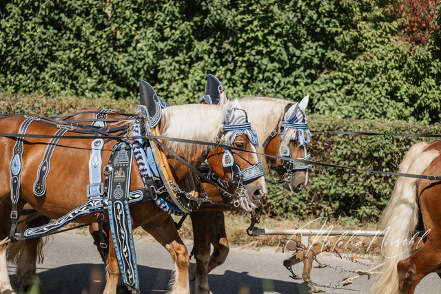 7V6A1752 | natalia-nirschl-photography