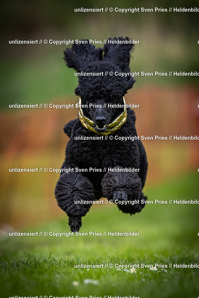 Sven Pries | 2025-04-13 - Hunderennen Baden-Baden - Realisiert mit Pictrs.com