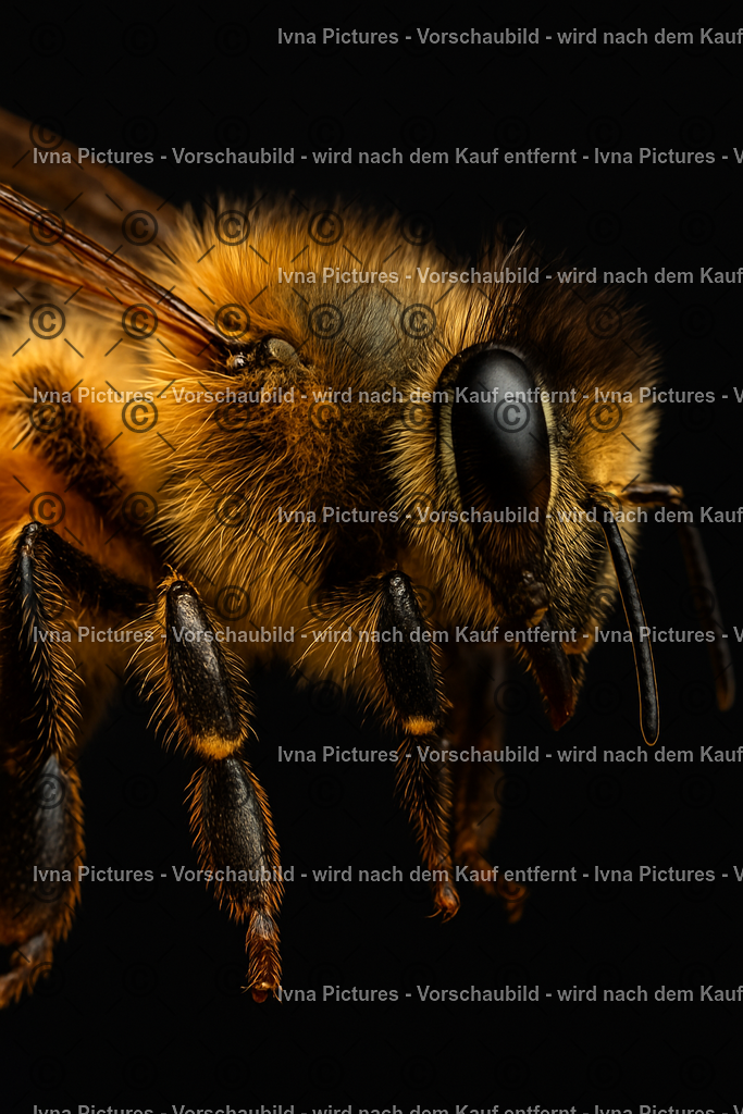 Biene im Schatten | Eine Biene mit Kopf, Oberkörper und einem Teil der Flügel tritt vor schwarzem Hintergrund hervor. Die feinen Details und die zarte Transparenz der Flügel verleihen dem Bild Präzision und Ausdruckskraft. - Realisiert mit Pictrs.com