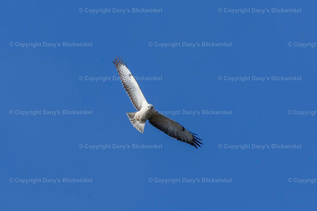 201767 | Tierfotografie, Tierkalender, Tierbilder, Insekten, Spinnen, Vögel, Schmetterling, Libellen, Leinwand, Colorkey, Qualität, Geschenkartikel, Geschenk - Realisiert mit Pictrs.com