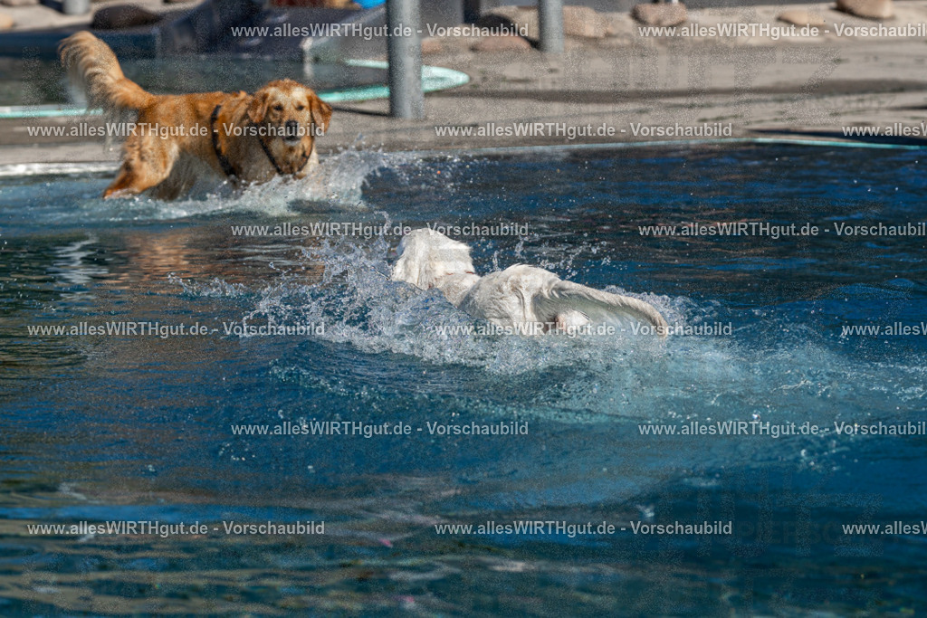 Hundeschwimmen_Volksbad_2026-allesWIRTHgut_Tierfotografie-2609061057-FAY06061 | Professionelle Tierfotografie in Mönchengladbach von Daniel Wirth (allesWIRTHgut). Liebevolle & natürliche Bilder von Hunden & Katzen für unvergessliche Erinnerungen.