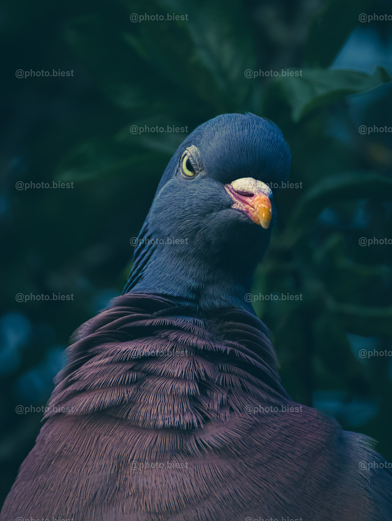 IMGC4601 | photobiest - Realisiert mit Pictrs.com