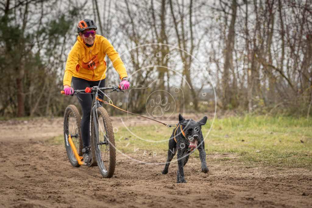 Pfotenfotografie_DV3A0110 | Hundefotografie, Tierfotograf, Pfotenfotografie, Fotoshooting Hund, Hunde Portrait, Hundesport, Hundeportraits, Heideshooting, Hunde, Sportfotograf, Hundefotograf, Turnierhundsport, THS,  - Realisiert mit Pictrs.com