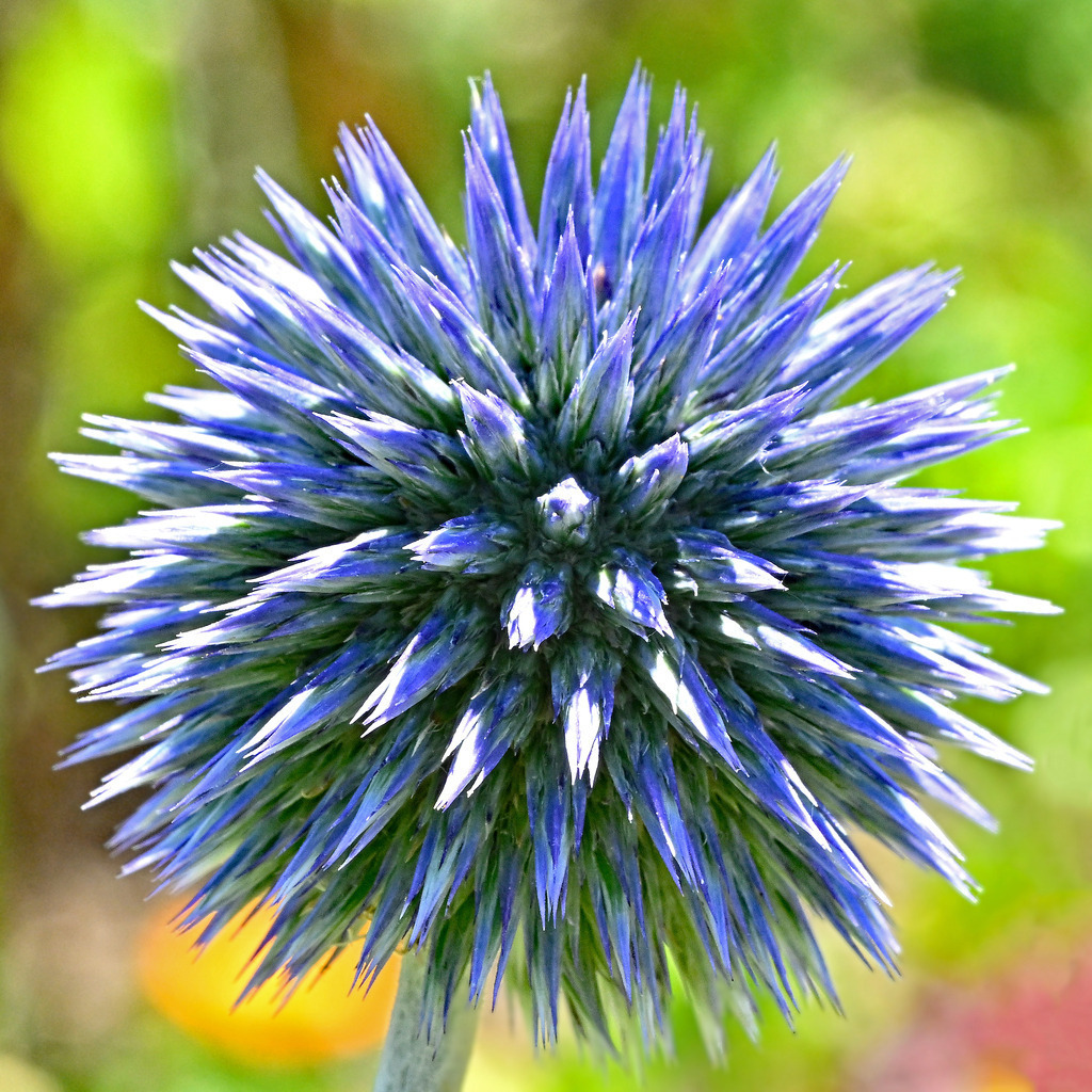Kugeldistel01q | greenwatching-with-luci - Realisiert mit Pictrs.com