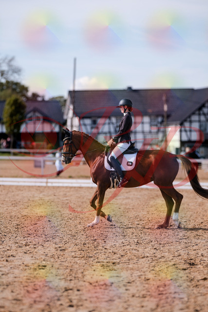 2026_10_03_Siefer-Hof_133248_Z81_89631104 | Professionelle Reitsport-, Turnier- und Eventfotografie von Robert Broda. Galerien mit ausgewählten und bearbeiteten Bildern direkt online ansehen und bestellen.