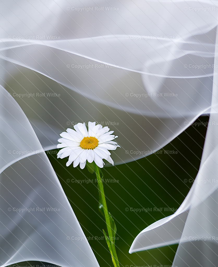 magarite1.1 | die Magarete in einer Portrait Aufnahme - Realisiert mit Pictrs.com