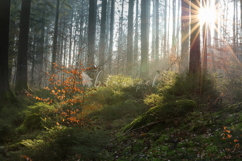 2J4A7139 | Sportbilder, Sportfotograf, Hochzeits- und Eventfotografin, Flugshows, Portraits und Tiershooting, Aviation, Downhill, Nationalleague, Swissleague, International