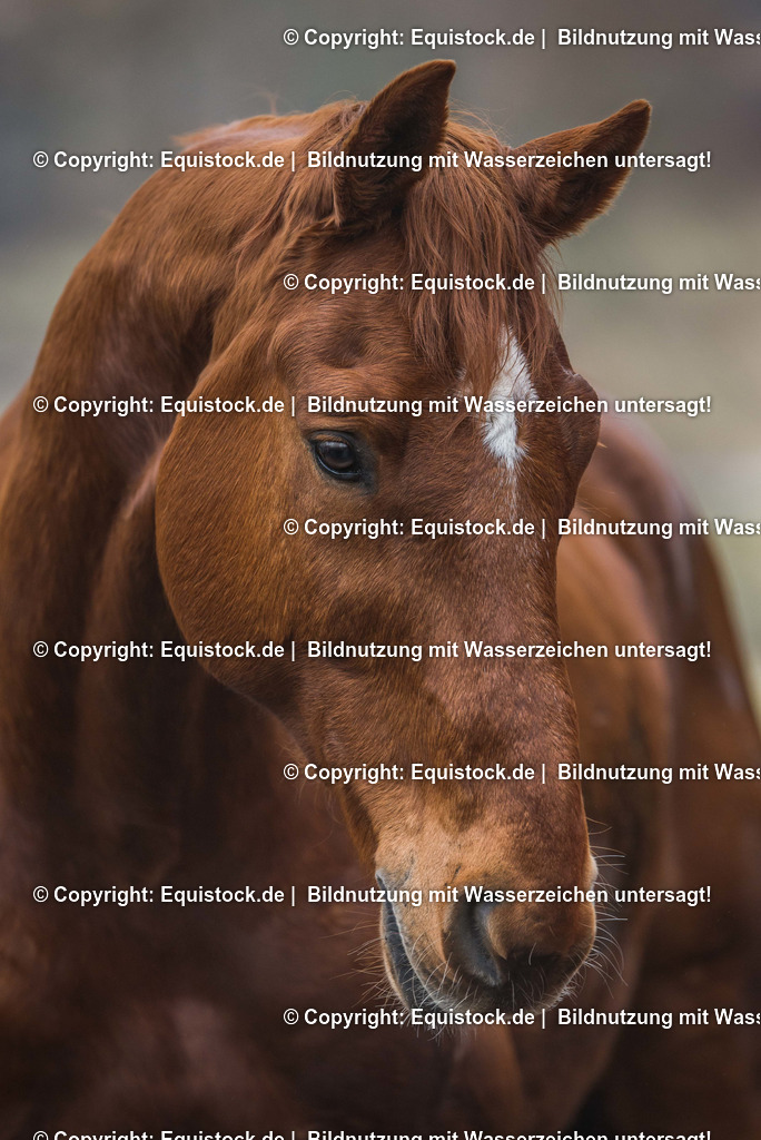 TS_20170131_Fuchs_Portrait_0001 | Foto: Thomas Hartig